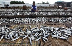 Pengusaha Dukung Pembatasan Impor Ikan Kaleng, Tapi Ada Syaratnya