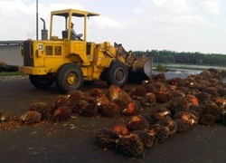 Laba Perusahaan Sawit Grup Salim Merosot 86% Jadi Rp 74 Miliar