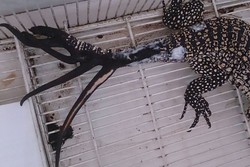 Kadal di Argentina Ini Memiliki Enam Buntut