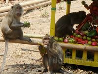 Ratusan Kera Berebut Gunungan Buah dan Sayur