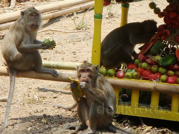 Ratusan Kera Berebut Gunungan Buah dan Sayur