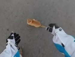 Berhati Hello Kitty, Pemotor Moge Ini Selamatkan Kucing di Jalan