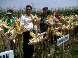 Izin Impor Jagung akan Beralih dari Kementan ke Kemendag