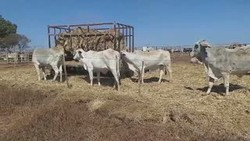 Ini Tahapan yang Harus Dilalui Australia Ketika Mengirimkan Sapi ke Indonesia