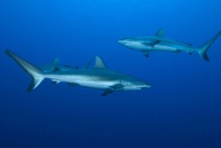 Spot Diving Bareng Hiu di Raja Ampat