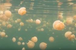 Tak Hanya di Kakaban, Raja Ampat Juga Punya Ubur-ubur Tak Menyengat!