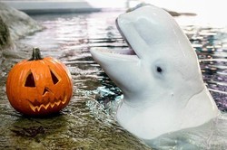 Ketika Para Hewan di Akuarium Chicago Rayakan Halloween