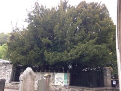 Pohon Unik di Skotlandia Berganti Kelamin Setelah 3.000 Tahun