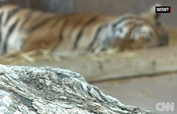 Turis Mabuk Masuk Kandang Macan di Kebun Binatang AS & Digigit