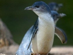 Belasan Penguin di Kebun Binatang Melbourne Mati Dimangsa Serigala Liar