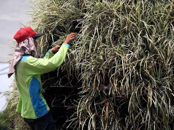 Tanaman yang Kering di Jalan Asia-Afrika Diganti