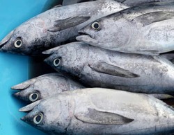 RI Juga Masih Rutin Impor Ikan Sarden