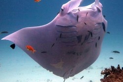 Ikan Pari Warna Pink Terekam di Great Barrier Reef