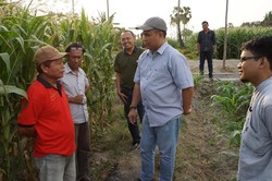 Turun ke Lapangan, Kementan Pastikan Stok Jagung Cukup