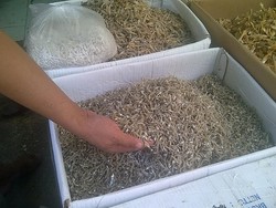 Teri Impor Thailand Lebih Laris daripada Lokal, Ini Penyebabnya