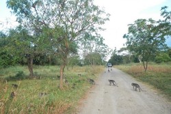 Bukan di Afrika, Ini Taman Nasional Baluran di Jawa Timur