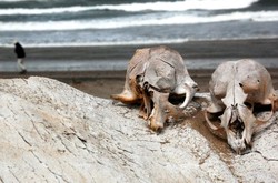 Pantai Tengkorak Sungguh Ada di Namibia