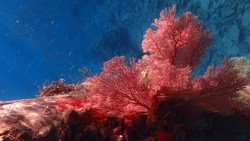 Pemandangan Indah Bawah Laut di Dermaga Matak, Natuna