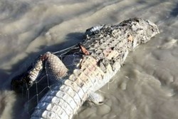 Video Buaya Mati yang Terjaring Pukat Hebohkan Warga Australia Barat