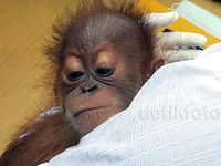 Penyelundupan 3 Orangutan Digagalkan