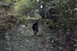 Sosok Diduga Bigfoot Tertangkap Kamera Traveler di Hutan Inggris