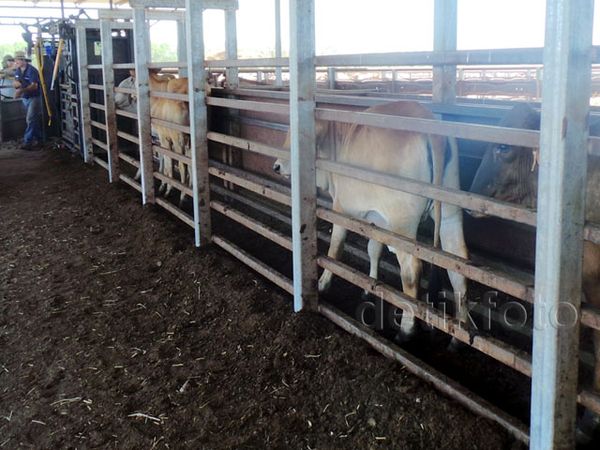 Peternakan 40.000 Hektar Diurus Hanya oleh 3 Orang