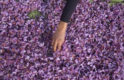 Saffron, Pewarna Makanan Termahal di Dunia Dihargai Rp 270 Juta per Kg!