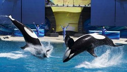 SeaWorld San Diego Hapus Atraksi Paus