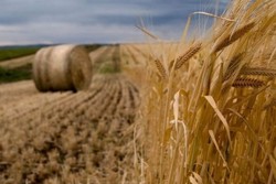 Impor Pangan Indonesia Melonjak, Eksportir Australia Hadapi Tantangan Baru