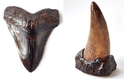 Nyam! Gigi Megalodon dan T-Rex Ini Terbuat dari Cokelat Ekuador