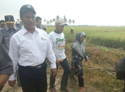 Mau Investasi di Pertanian? Pemerintah Sediakan Lahan 2 Juta Hektar