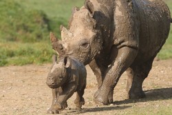 Bayi Badak Pertama Lahir di Kebun Binatang Howletts, Inggris