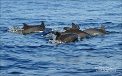Pesona Teluk Kiluan, dari Lumba-lumba Sampai Laguna Keren