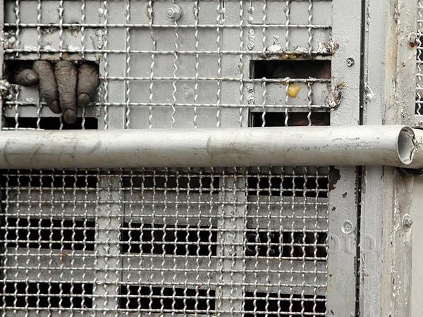 14 Ekor Orangutan Selundupan Dipulangkan ke Tanah Air