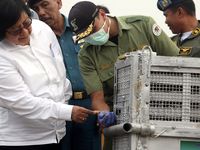 Siti Nurbaya Sambut Kepulangan 14 Orangutan