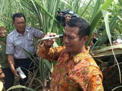 Ini Gaya Mentan Ngetes Kadar Kemanisan Tebu
