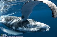 Jepretan Memukau Kontestan NatGeo 2015