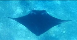 Bertemu Pari Manta di Pulau Komodo