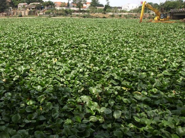 Situ Pengarengan Dipenuhi Eceng Gondok