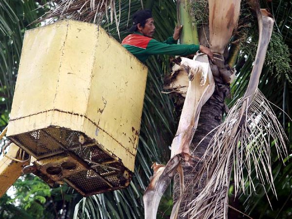 Pohon Rawan Tumbang Dipangkas