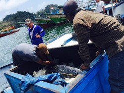 Tunggu Kedatangan Susi, Nelayan di Malang Ini Tunda Bongkar Kapal