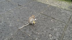 Monyet-monyet Menggemaskan di Bali