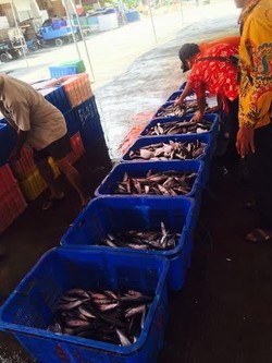 Dorong Akses Pembiayaan di Sektor Perikanan, Ini Program OJK