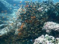 Indahnya Terumbu Karang Pulau Nasi