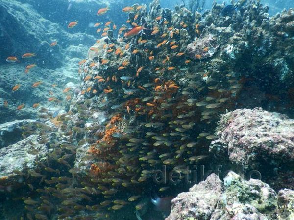 Indahnya Terumbu Karang Pulau Nasi