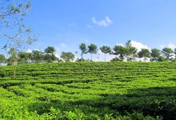 Bukan Puncak, Ini Kebun Teh Tanjung Sari di Wonosobo