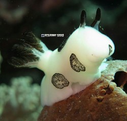 Terpesona Surga Bawah Laut Wakatobi
