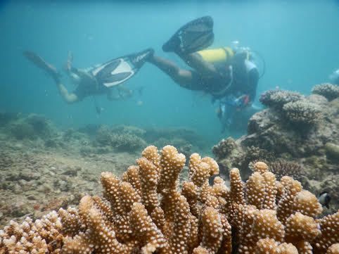 Seperti Ini Indahnya Alam Bawah Laut di Pulo Aceh