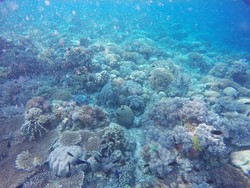 Alam Bawah Laut Bunaken, Cantiknya Terbukti!