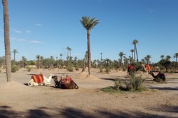 Naik Unta di Kawasan Mewah Maroko, Seru!